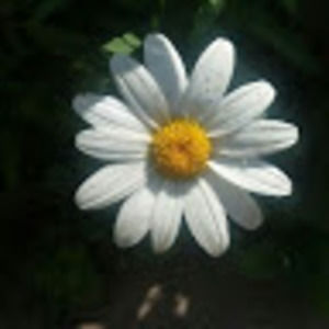 Meet your Posher, Bernie